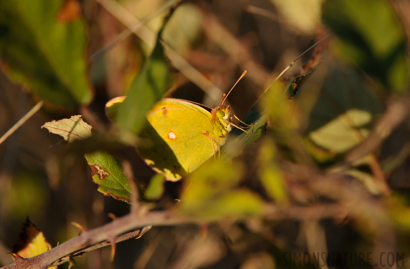 Colias croceus [550 mm, 1/2500 Sek. bei f / 8.0, ISO 1600]